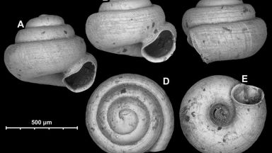 Новоткрит вид охлюв е по-малък от песъчинка