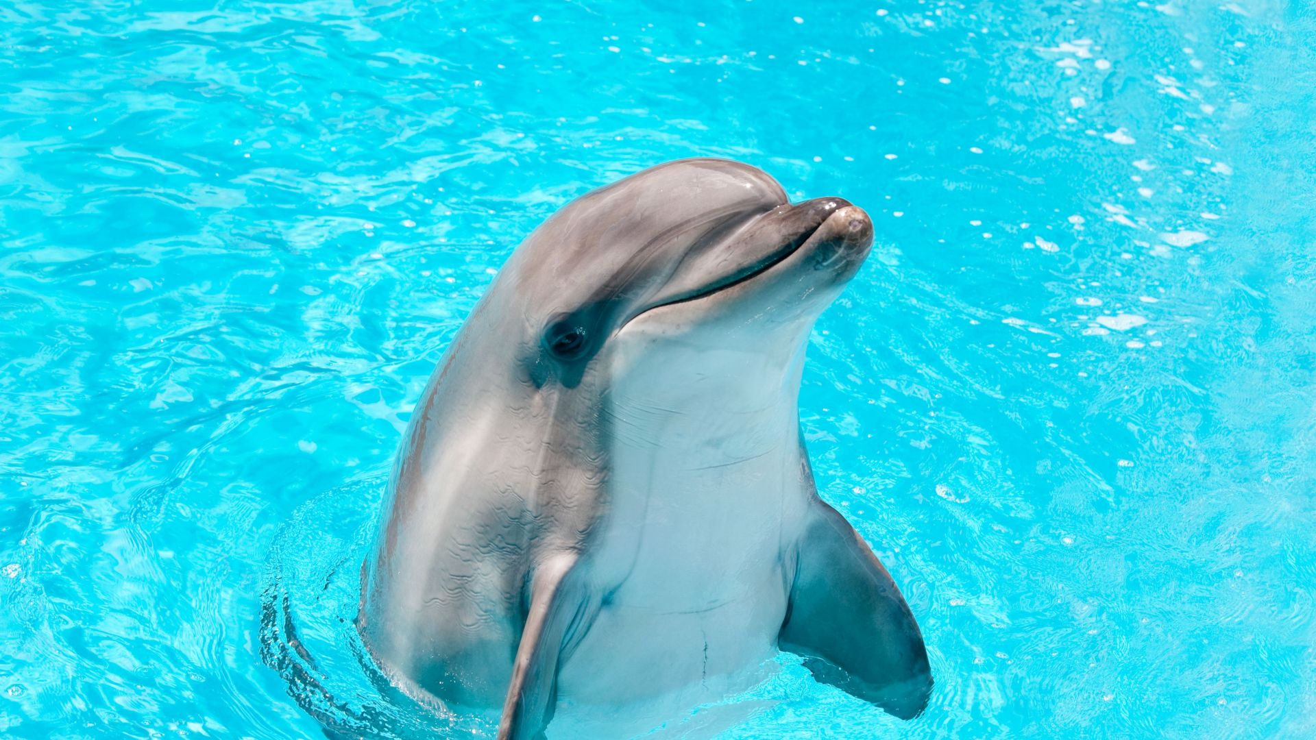 Издирват две дузини „слепи“ делфини