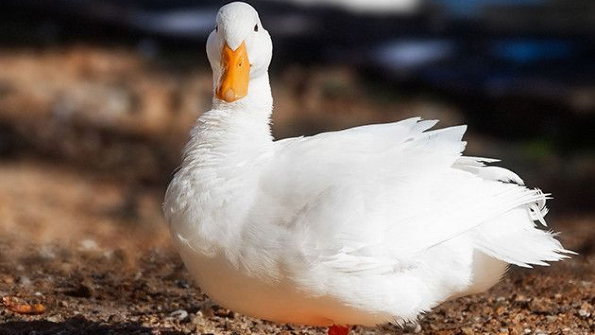 Унищожават пекинските патици от огнището на птичи грип в Хасковско