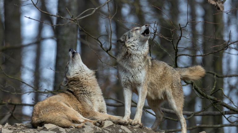 Вълци нападат фермите във варненското село Извор, твърдят местни жители.