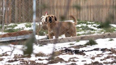 Жителите на ивайловградското село Горноселци алармират за агресивни кучета които