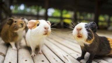 Правителството на Хонконг настоя днес защитниците на животните да не