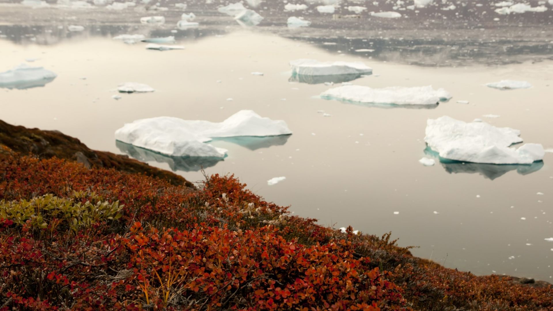Компания купи правата за добив и преработка на редкоземни метали в Гренландия