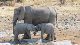 Слончета близначета - момиче и момче се родиха в Кения