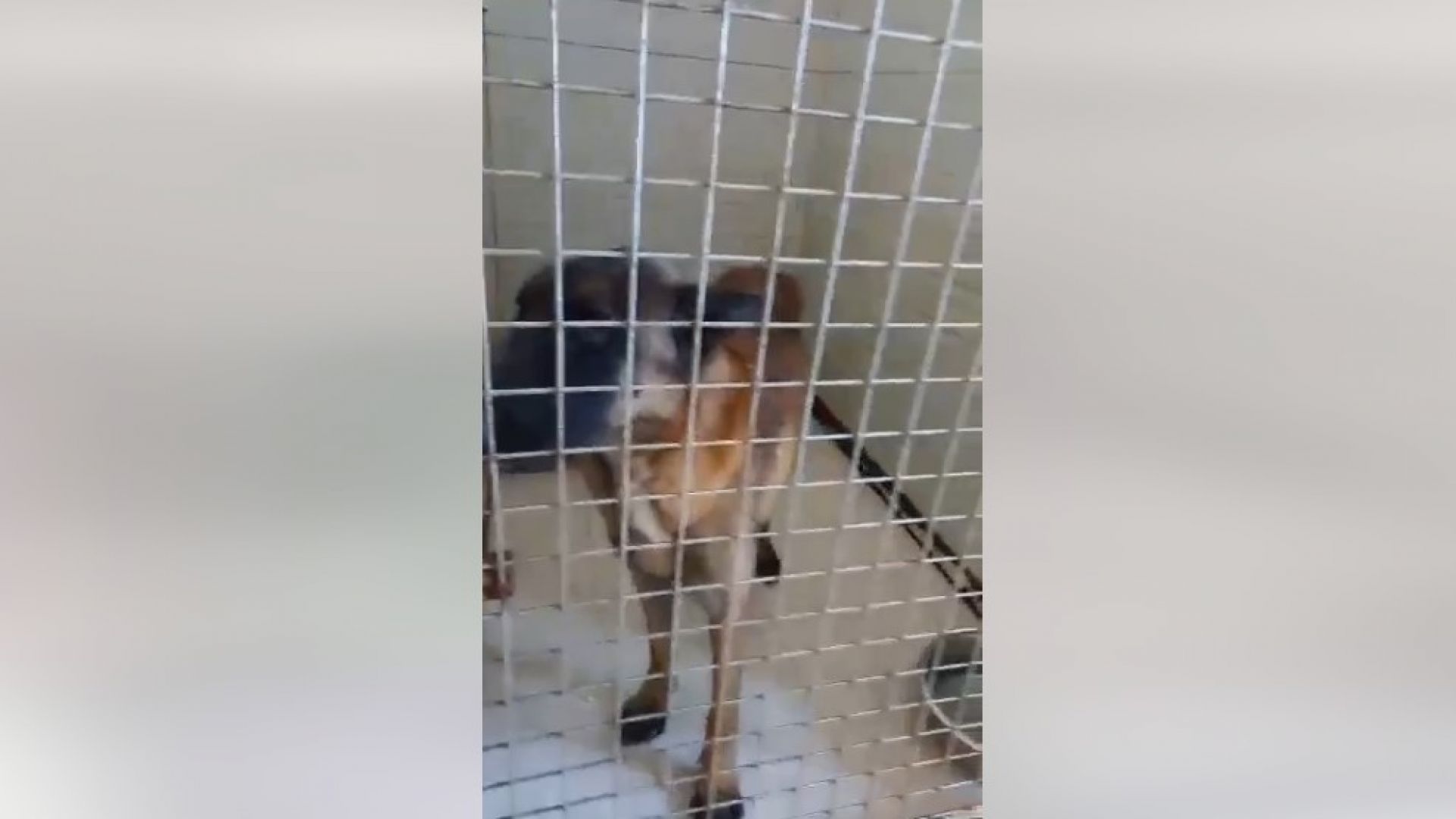 Откриха оковано куче на Околовръстното на София