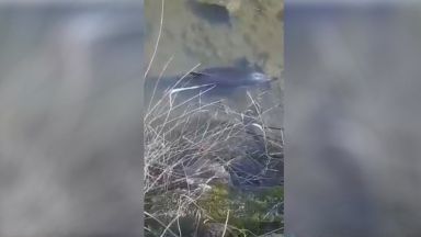 Сигнал за бедстващ делфин заседнал в плитчини на рибарското селище