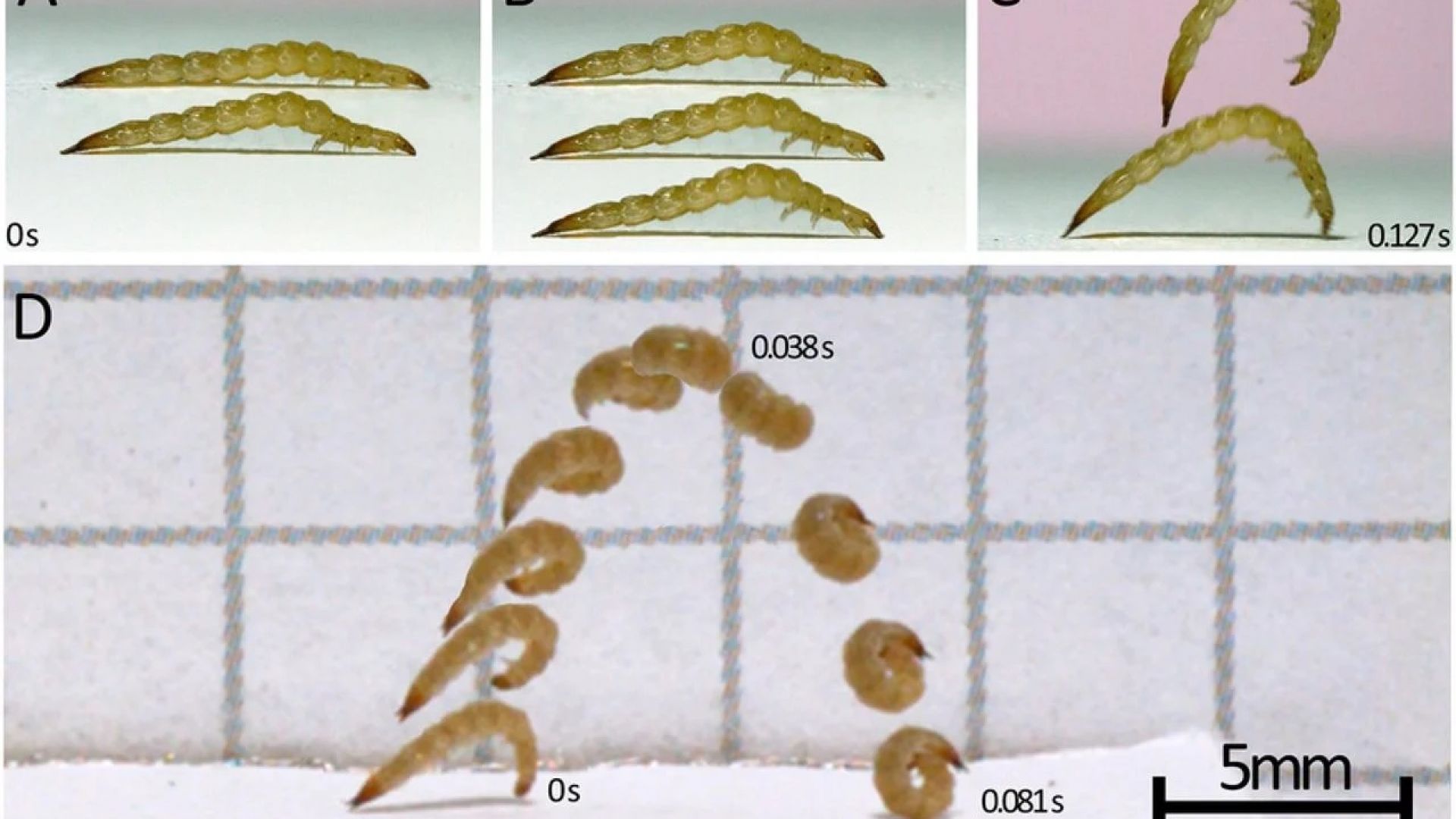  Биолози са открили необичайни скачащи ларви