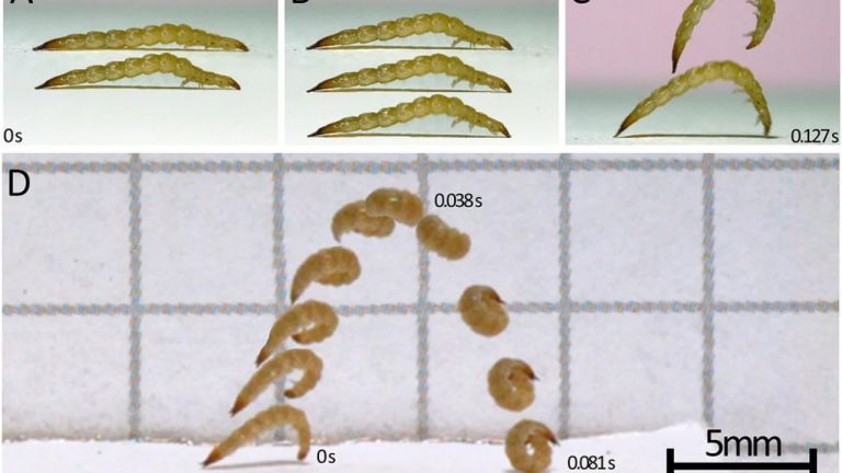  Биолози са открили необичайни скачащи ларви