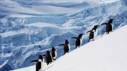 Глобалното затопляне може да разруши екосистемата на Антарктика