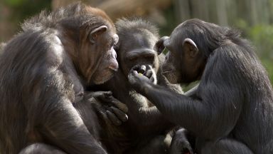 Шимпанзета чупят ядки с камъни