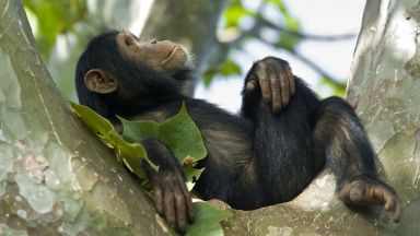 Шимпанзета лекуват раните си с насекоми