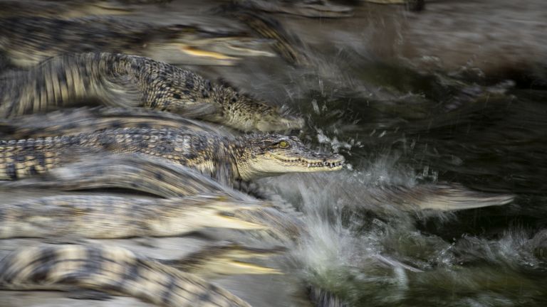 Как мина седмицата на Земята: Крокодилско вместо свинско