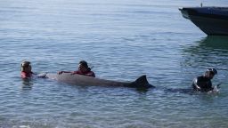 Малък кит заседна край Атина (снимки/видео)