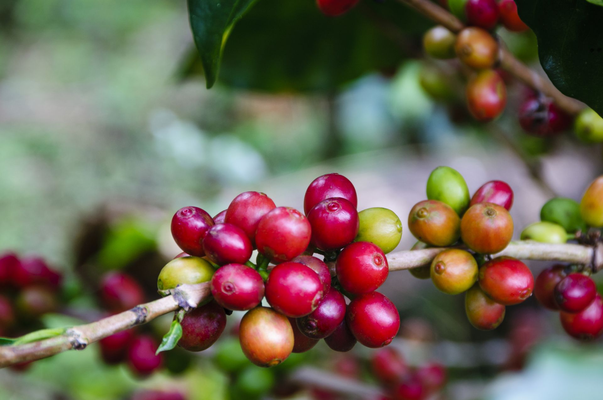 Повишаването на температурите в тропиците ще доведе до по-ниски добиви и по-високи цени на кафето
