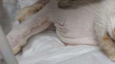 Поредната нещастна животинка пострада жестоко в кърджалийското село Миладиново в