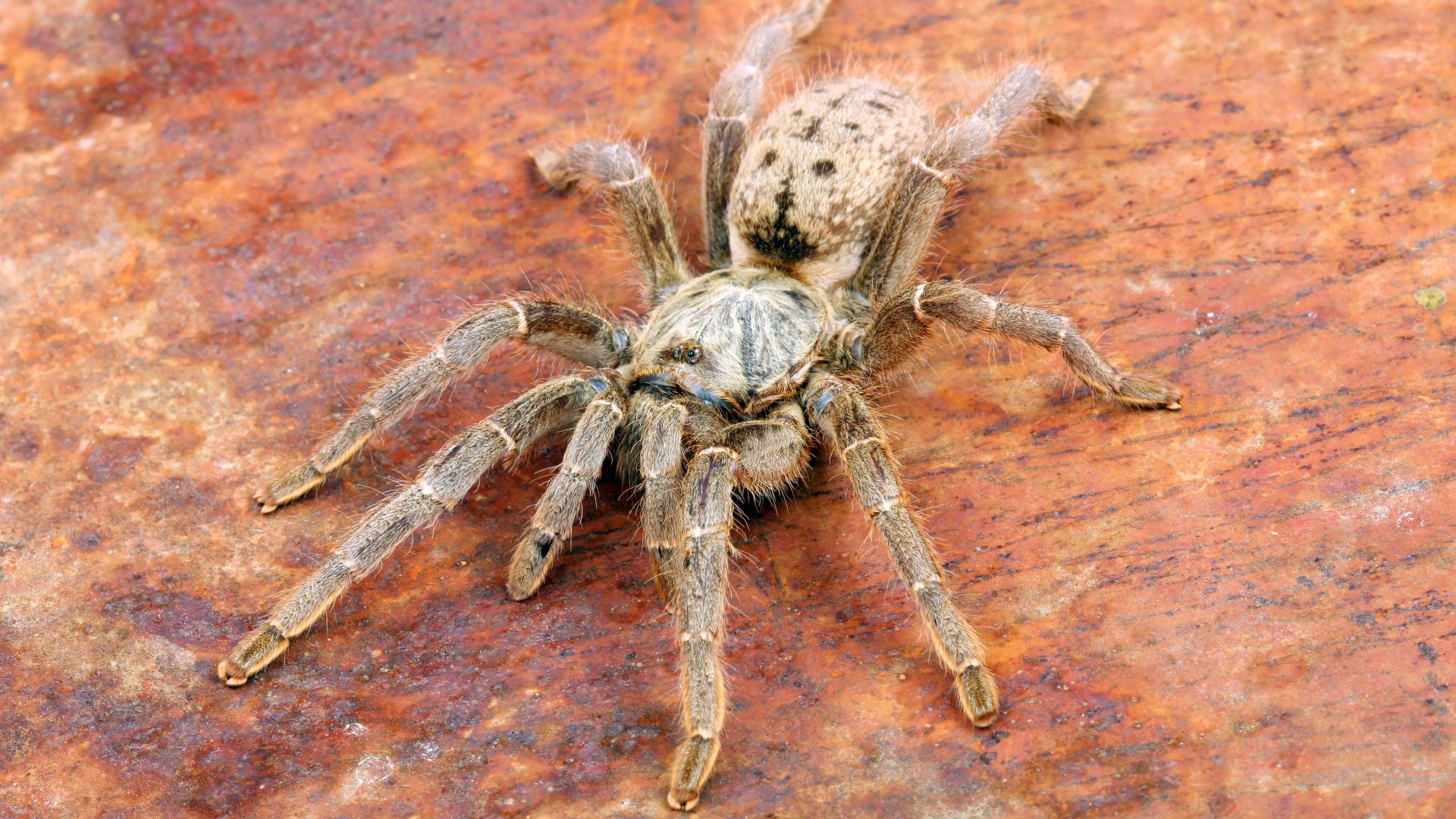 Отровата на вид тарантула може да помогне в борбата срещу хроничната болка