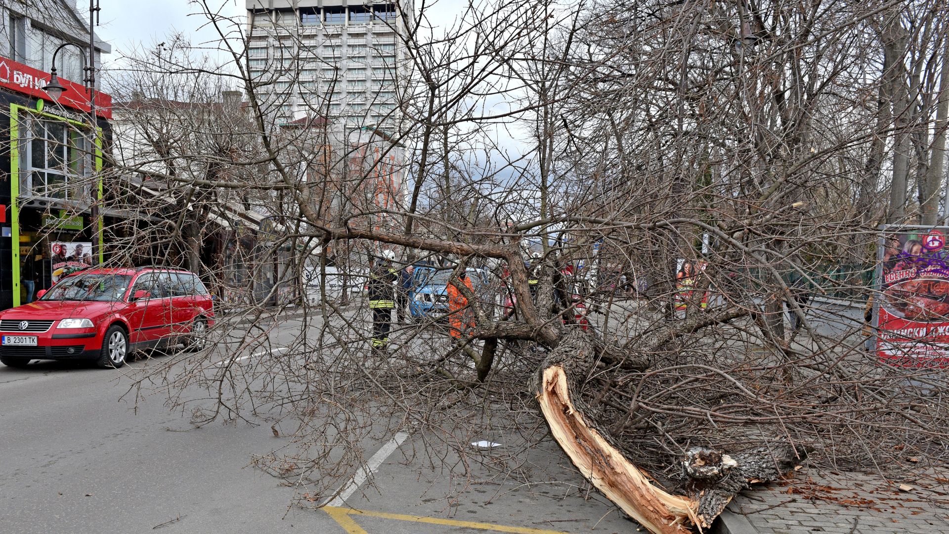 Гръмотевична буря е повалила дървета в Пазарджик
