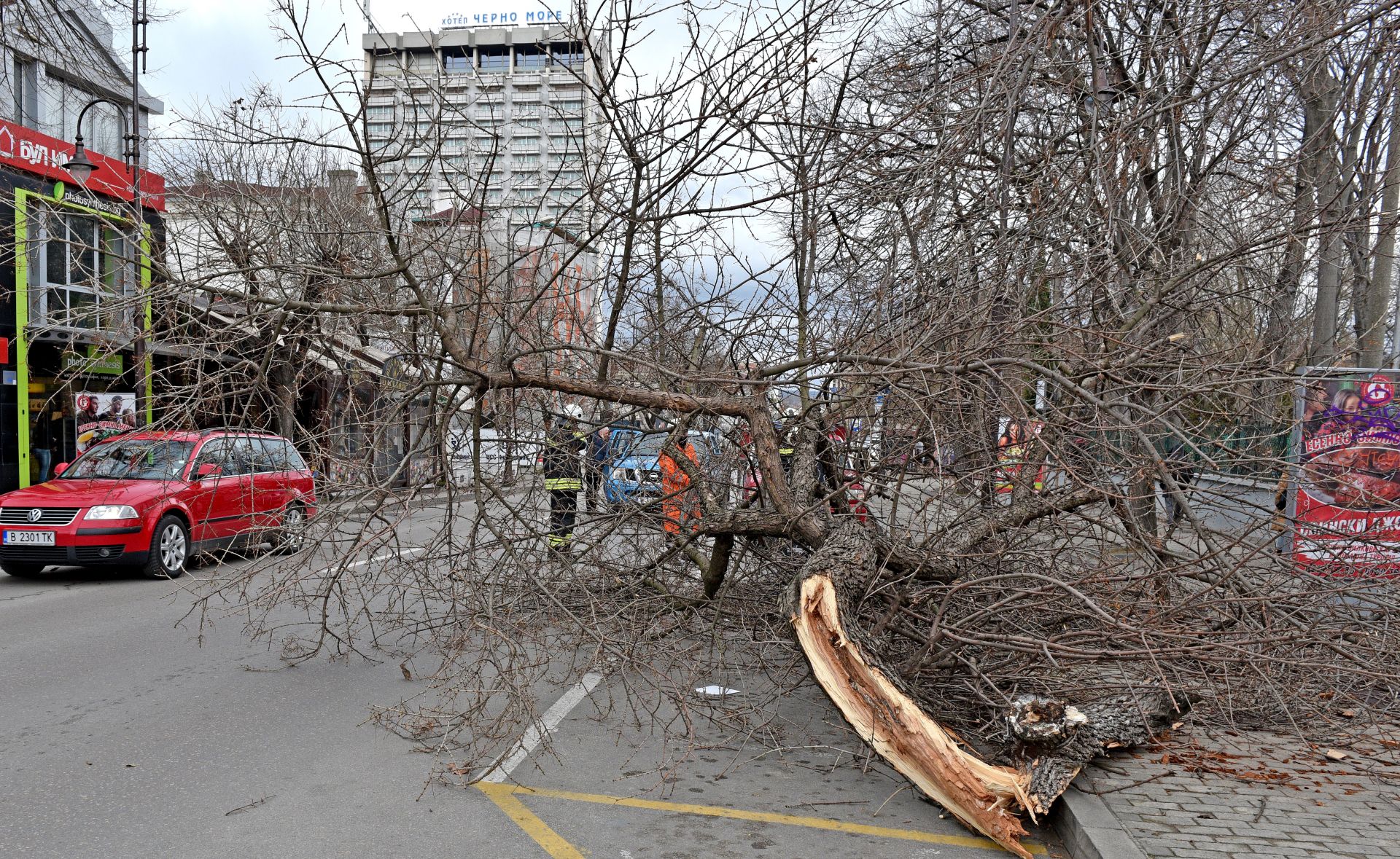 Гръмотевична буря е повалила дървета в Пазарджик (снимка - архив)