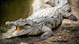 Крокодилите са привлечени от страданията на жертвите си