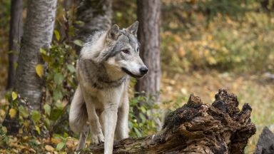  Вълк избяга от зоопарка в Хасково 