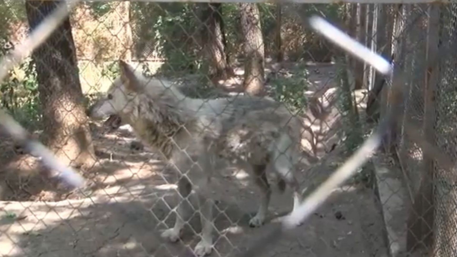 Избягалият от хасковския зоопарк вълк е нахапал дете
