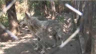 Вълк ухапа дете в парк Кенана край Хасково твърдят роднини