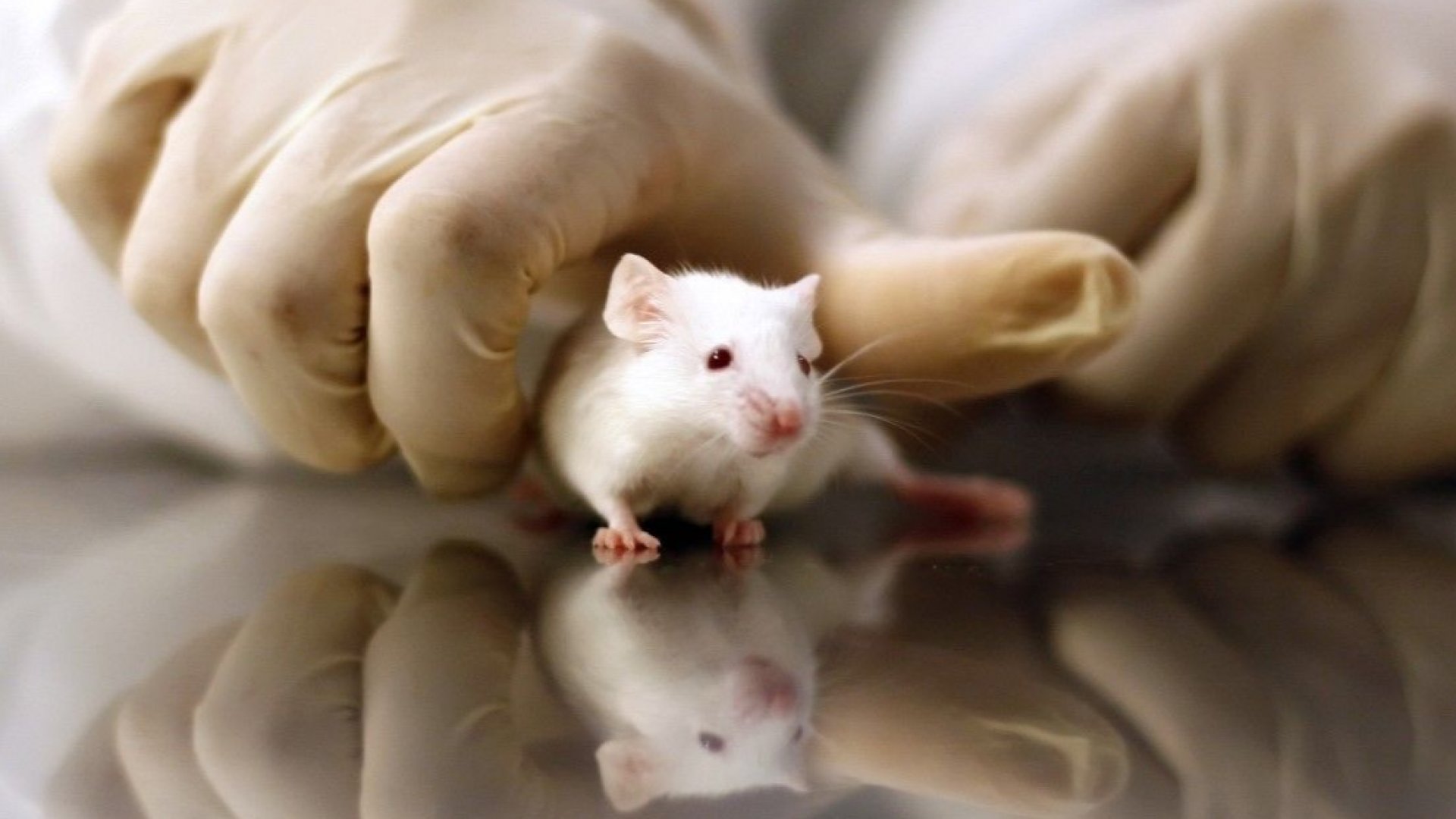 Учени създадоха мишка без биологичен баща