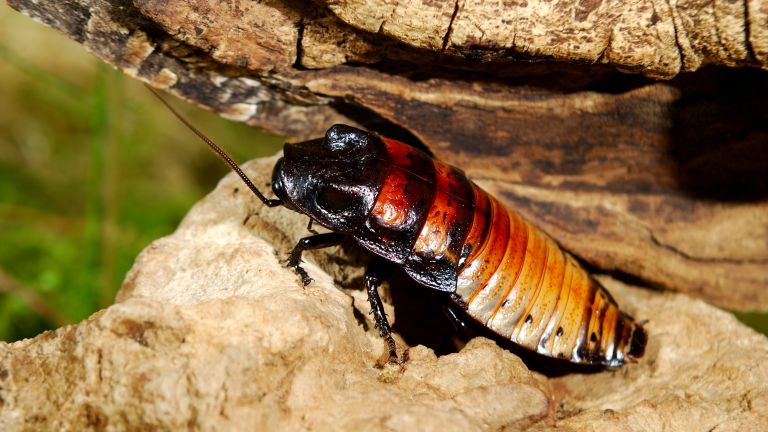 В деня на Свети Валентин зоопарк в Англия предлага нетрадиционен
