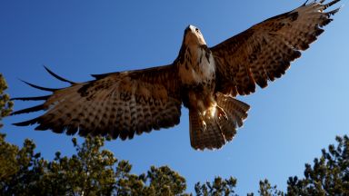 Седем обикновени мишелова отлетяха на свобода след като известно време