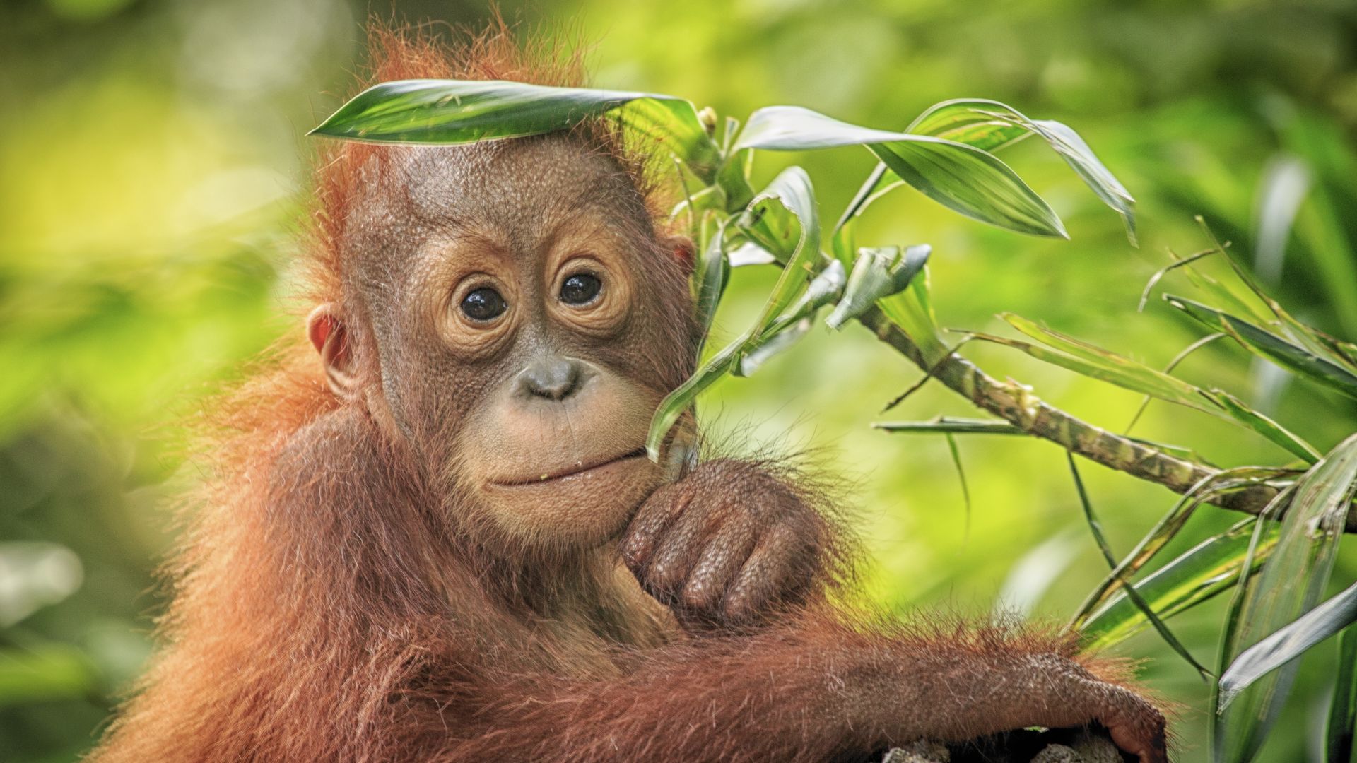 Орангутаните инстинктивно усещат как да използват чукове и камъни, за да си набавят храна