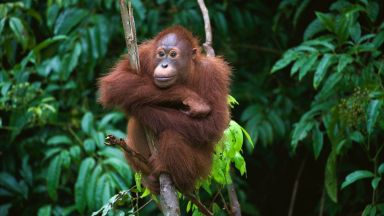 Орангутаните могат да издават по два звука едновременно