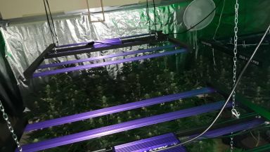 Полицията във Варна разби две оранжерии за марихуана