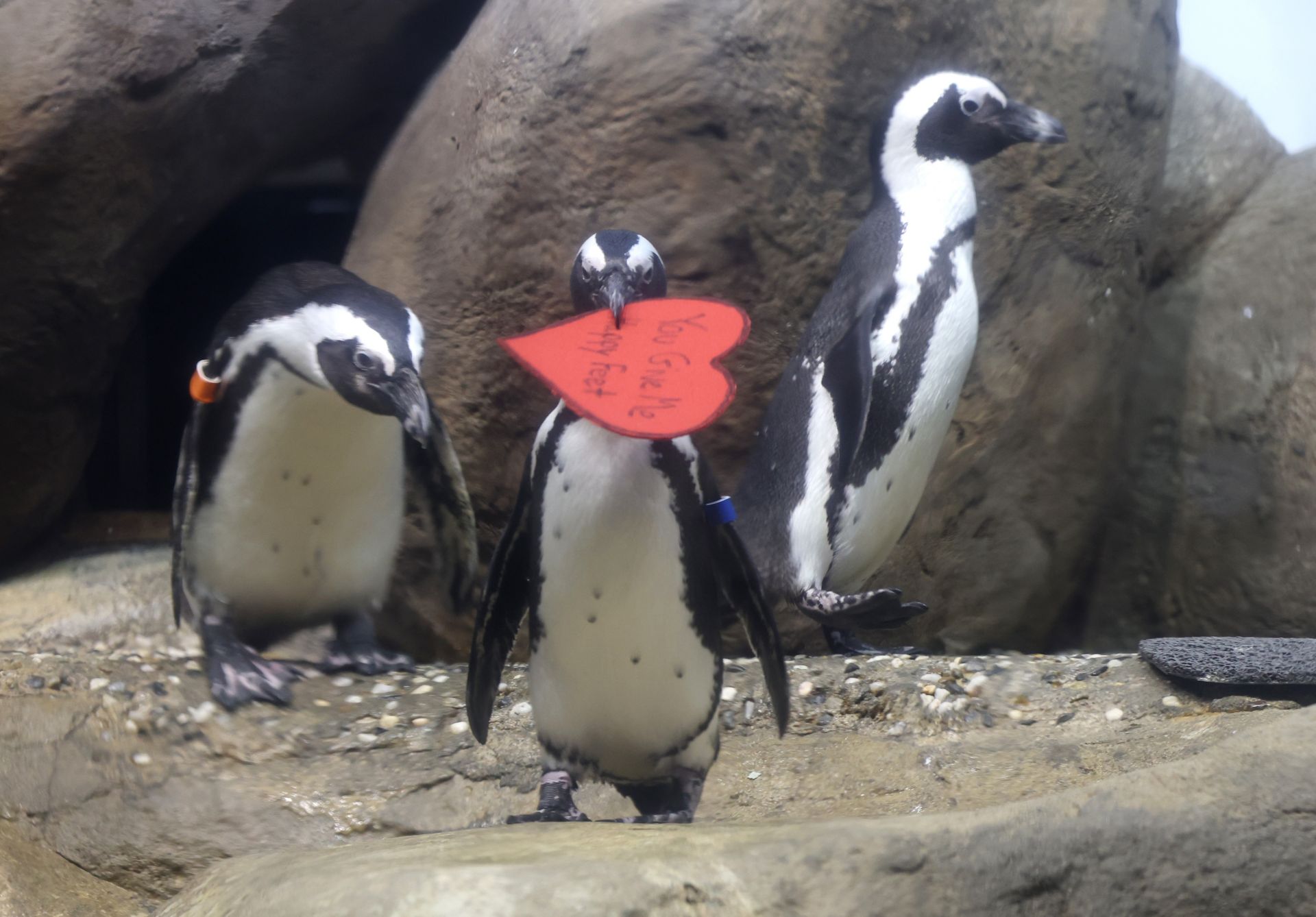Свети Валентин за пингвини
