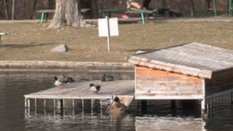 17 патици бяха застреляни в парка Бачиново в Благоевград.
Служители на