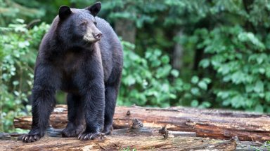 Мечка избяга от зоологическа градина във Флорида и нападна пазач