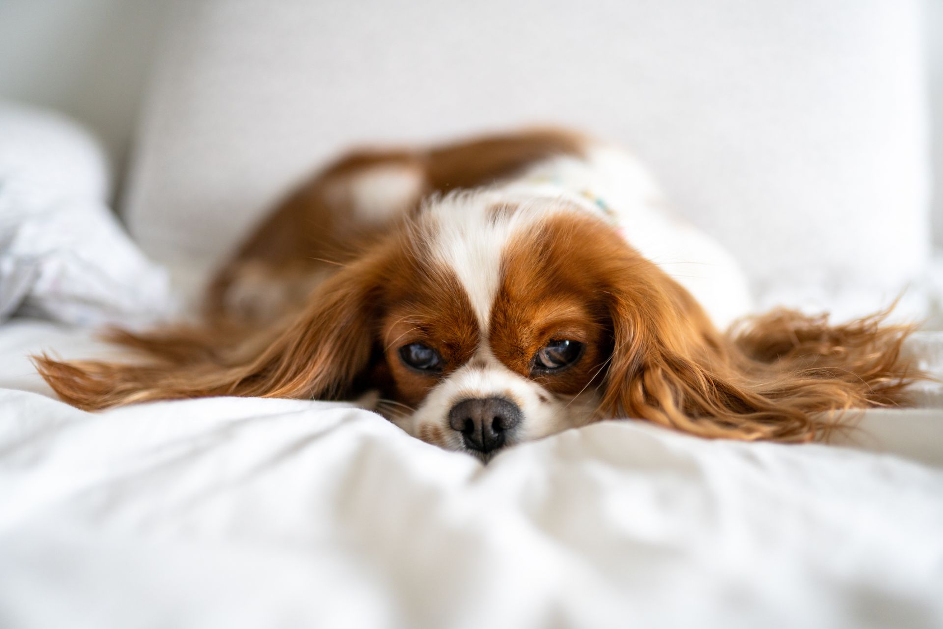 Cavalier King Charles Spaniel