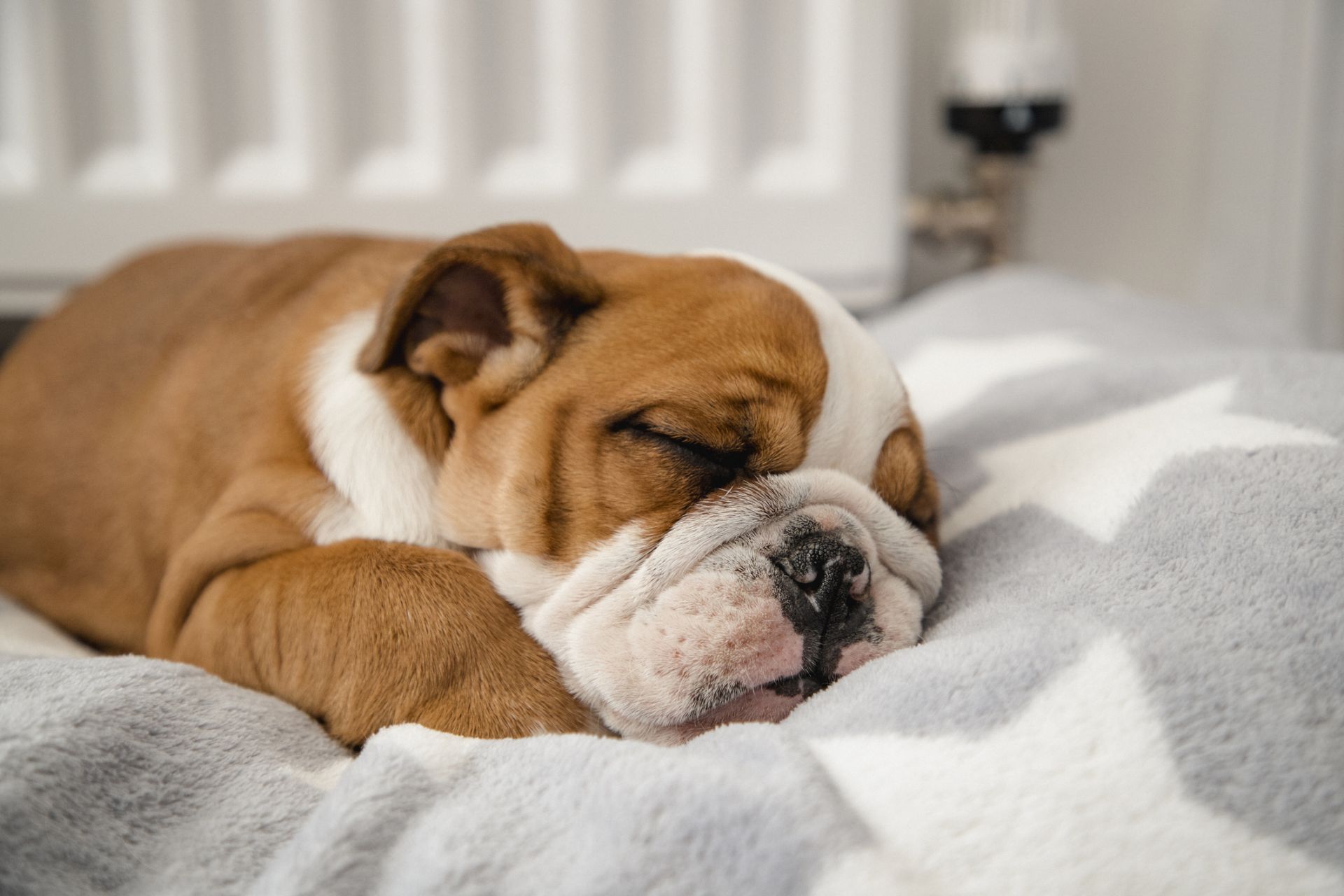 engelsk bulldog