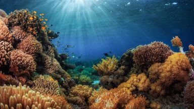 Компании предлагат да превърнете тленните си останки в коралов риф