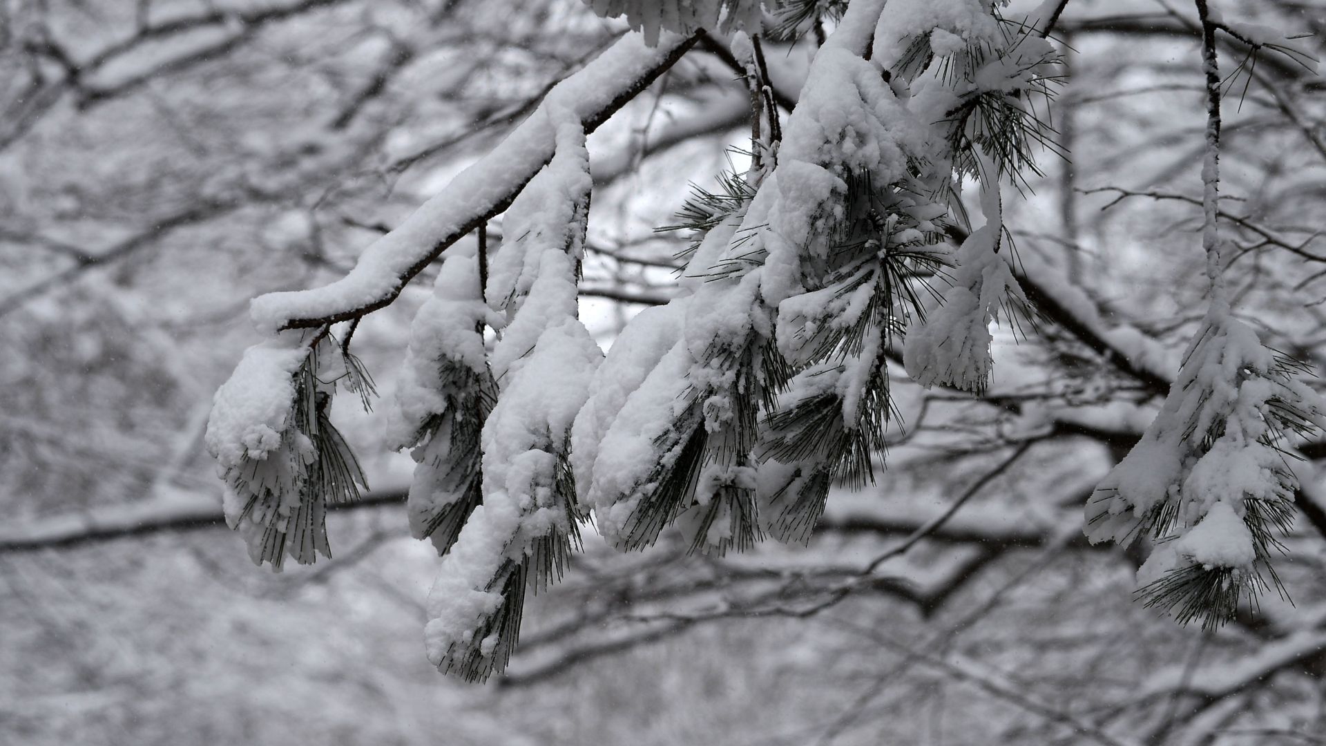 Първи сняг падна в ски центъра на Боровец (снимка)
