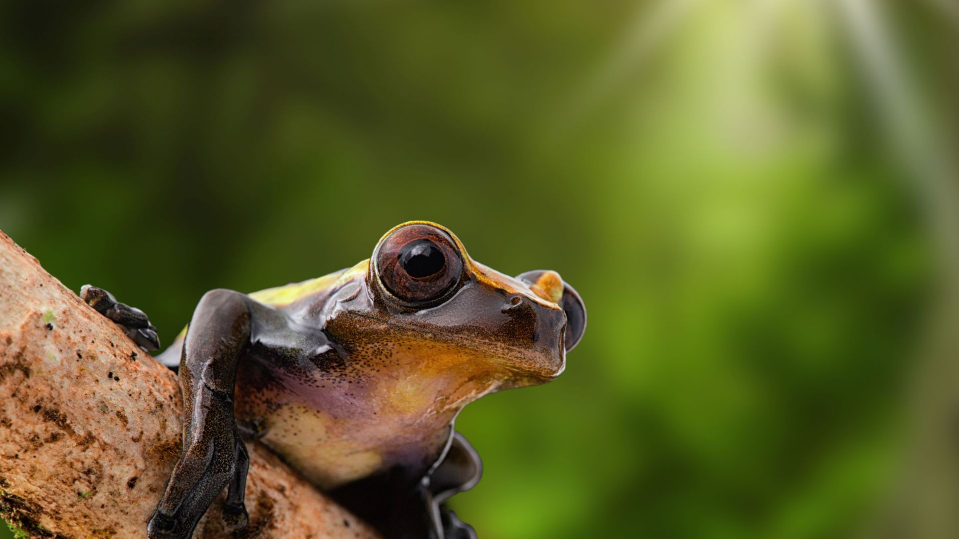 Откриха 6 непознати на науката видове жаби в Мексико