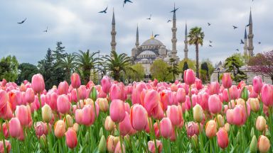 Над 8 милиона лалета и пролетни цветя разцъфтяха в Истанбул за тазгодишния празник на лалетата