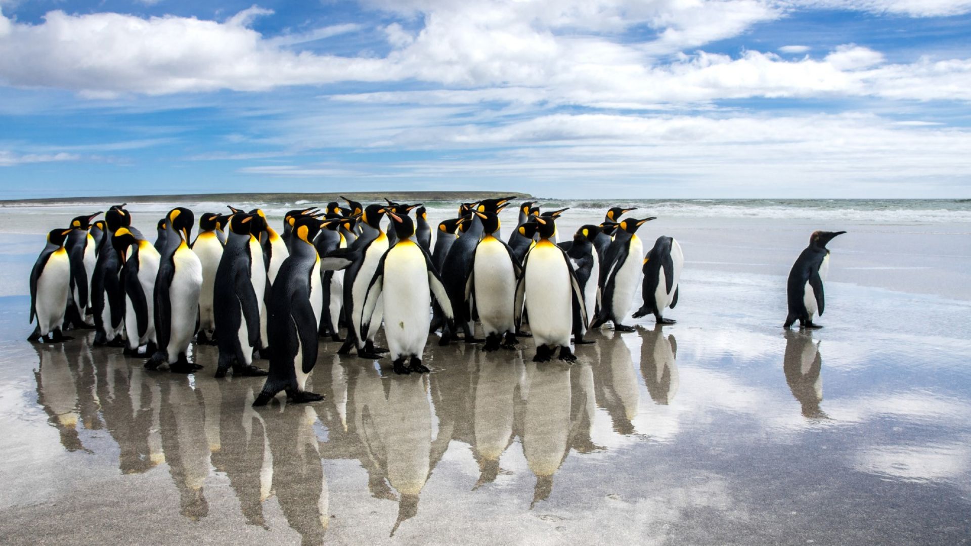 Как едно минно поле се превърна в резерват за пингвини