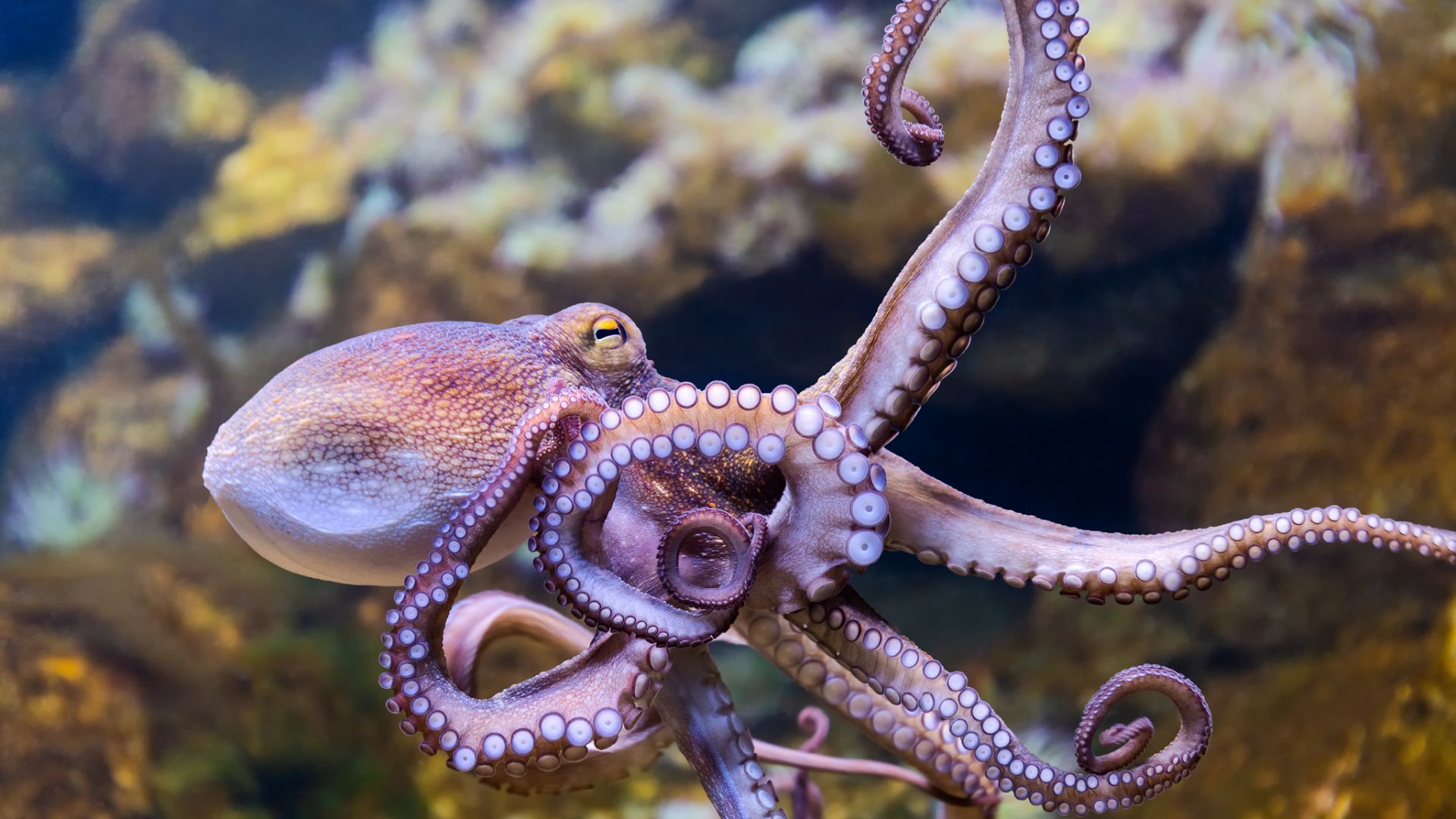 Мозъците на хората и октоподите си приличат повече от очакваното