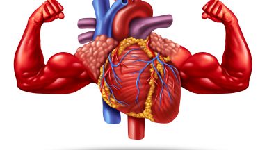 Любопитни факти за сърцето и кръвоносната система