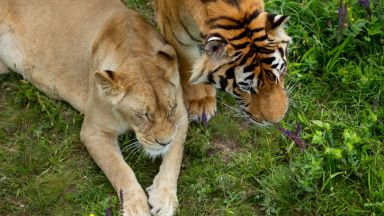 Лигър необичаен кръстосан екземпляр с баща лъв и майка