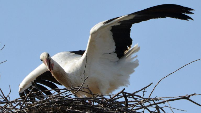 Все повече щъркели се виждат у нас, а поредното доказателство