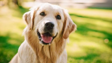 Лабрадор ретривърът остава най-обичаната порода кучета в САЩ
