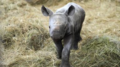 Бебе носорог е кръстено Киев
