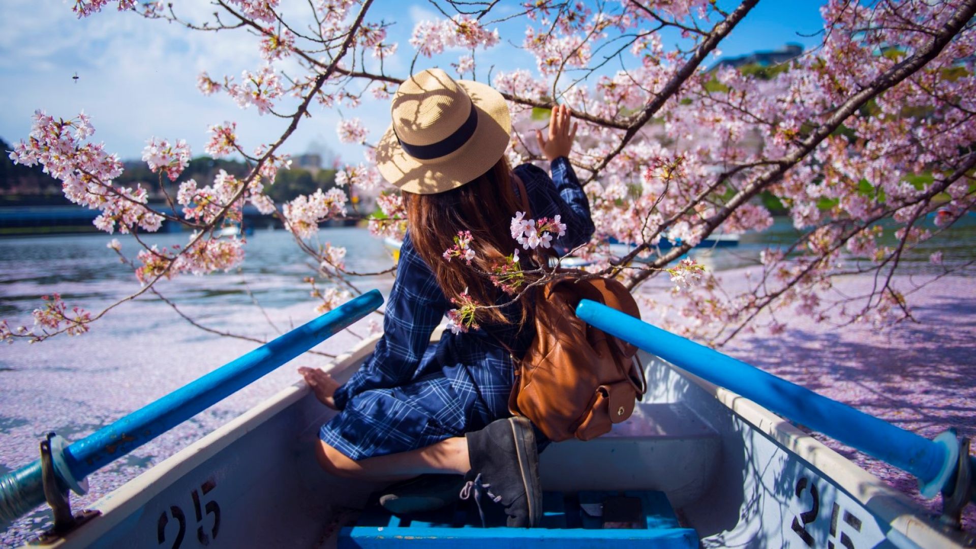 Започна сезонът на цъфналите вишни в Токио (видео)