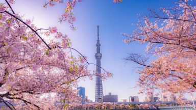 Празник по японски изящен  - цъфтежът на вишните в Токио започна